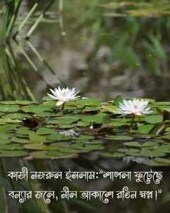 শাপলা ফুল নিয়ে উক্তি ও ছবি