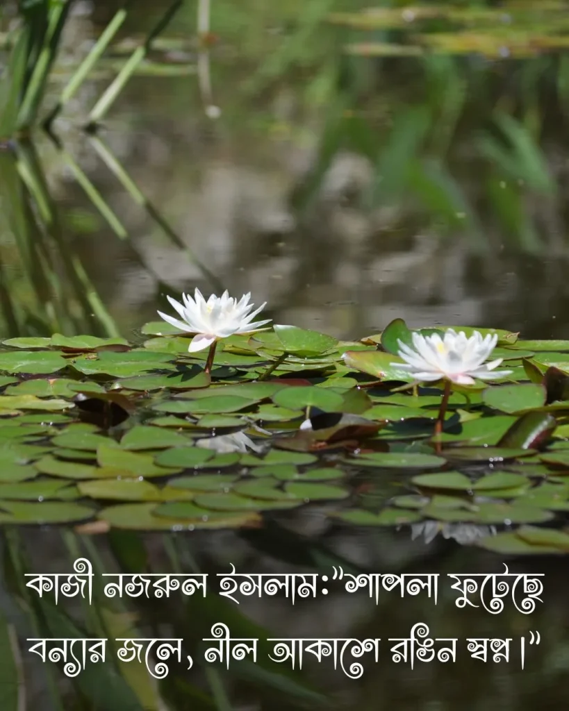 শাপলা ফুল নিয়ে উক্তি ও ছবি