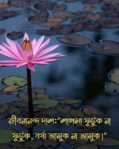 শাপলা ফুল নিয়ে উক্তি ও ছবি 3