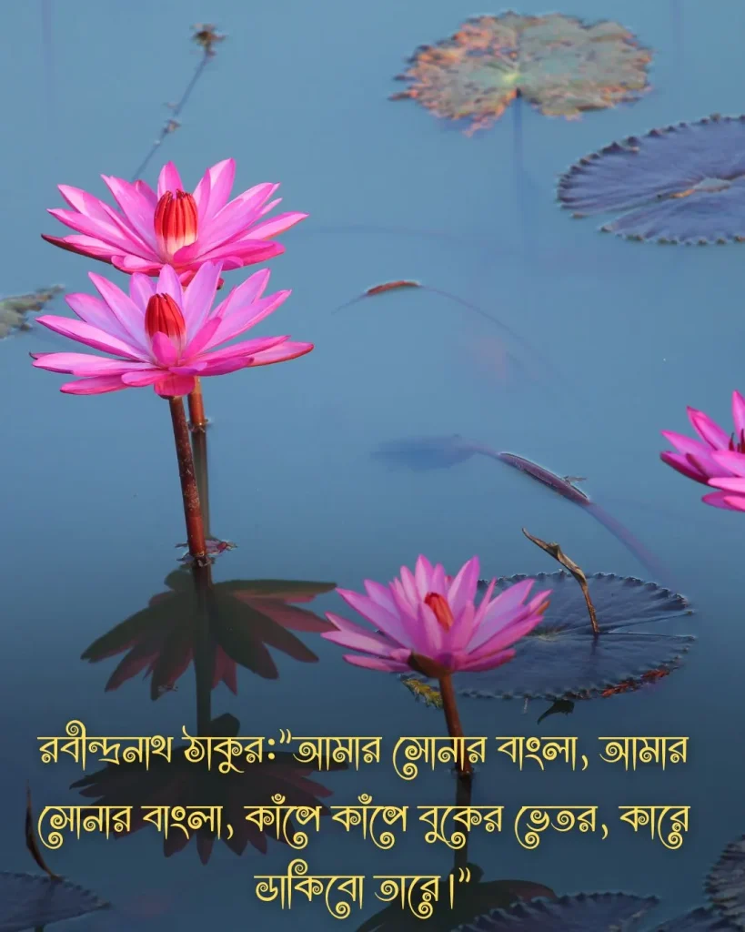 শাপলা ফুল নিয়ে উক্তি ও ছবি 2