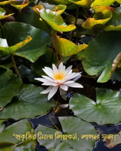 শাপলা ফুল নিয়ে ক্যাপশন ও ছবি 3