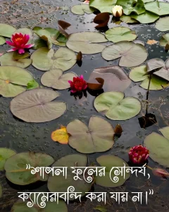 শাপলা ফুল নিয়ে ক্যাপশন ও ছবি