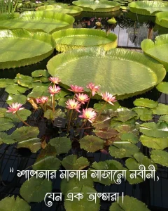 শাপলা ফুল নিয়ে ক্যাপশন ও ছবি 2