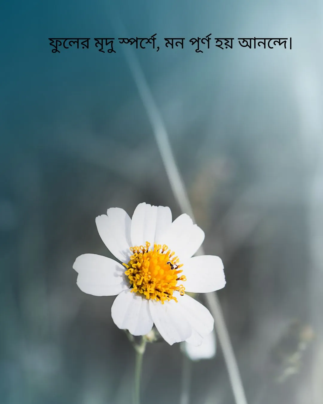 200+ সুন্দর ফুল নিয়ে ক্যাপশন Flower Caption Bangla- 2024 15 সাদা ফুল নিয়ে ক্যাপশন ও ছবি