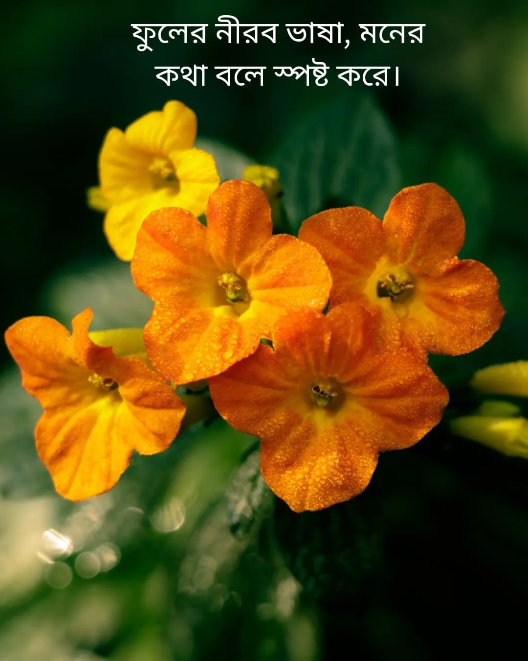 200+ সুন্দর ফুল নিয়ে ক্যাপশন Flower Caption Bangla- 2024 16 ফুল নিয়ে ক্যাপশন ও ছবি