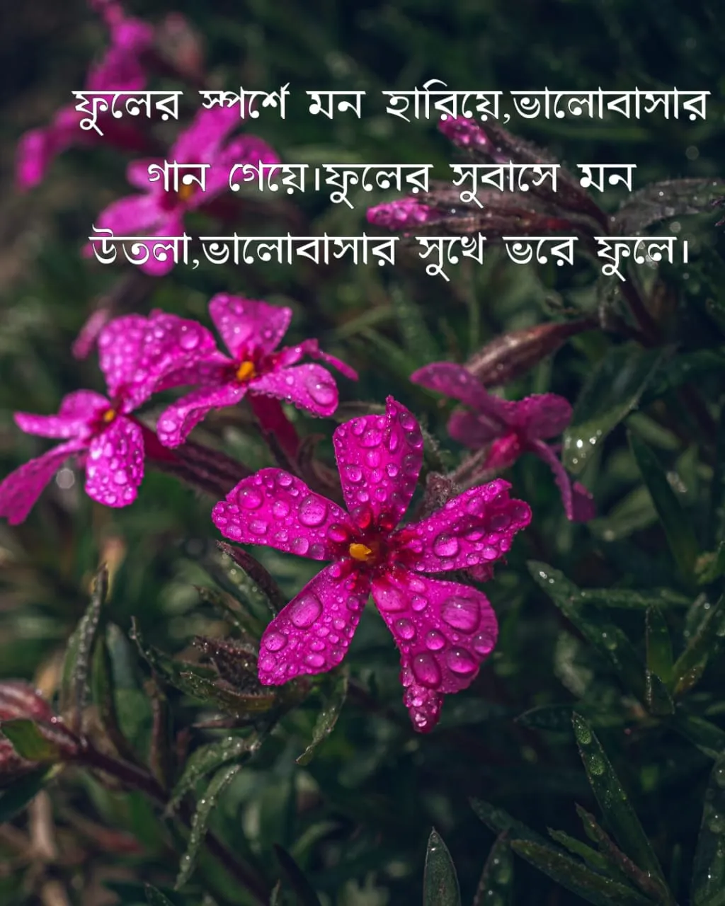 200+ সুন্দর ফুল নিয়ে ক্যাপশন Flower Caption Bangla- 2024 75 ফুল নিয়ে ছন্দ ২