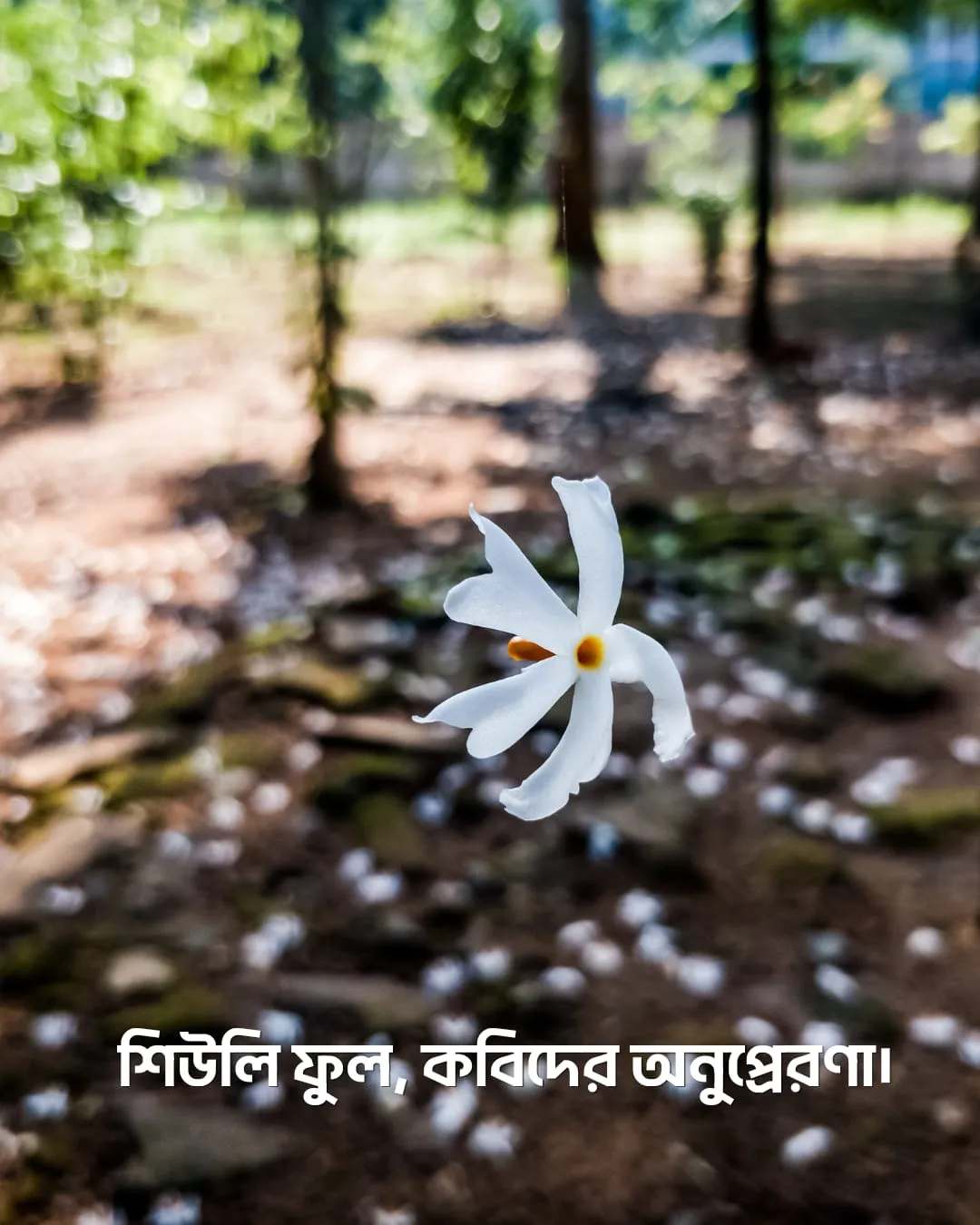 200+ সুন্দর ফুল নিয়ে ক্যাপশন Flower Caption Bangla- 2024 60 শিউলি ফুল নিয়ে ক্যাপশন ও ছবি ৩