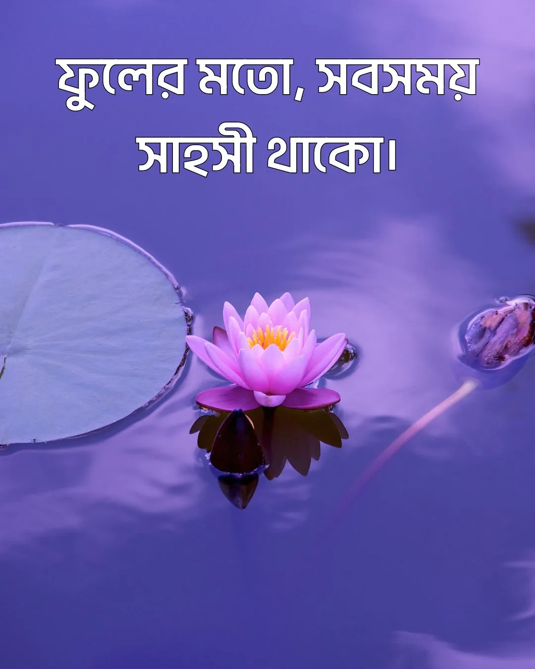200+ সুন্দর ফুল নিয়ে ক্যাপশন Flower Caption Bangla- 2024 44 ফুল নিয়ে ছোট ক্যাপশন ও ছবি ৪