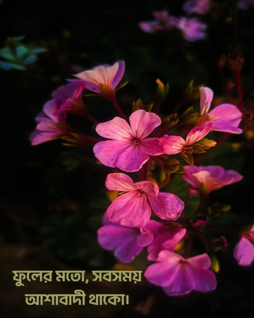 200+ সুন্দর ফুল নিয়ে ক্যাপশন Flower Caption Bangla- 2024 43 ফুল নিয়ে ছোট ক্যাপশন ও ছবি ৩