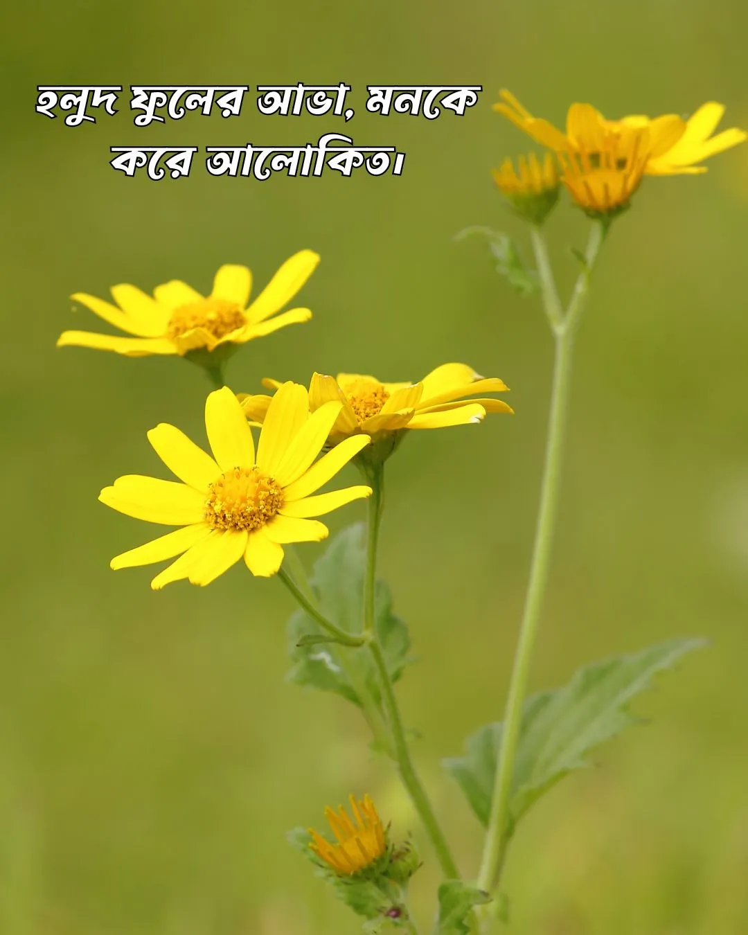 200+ সুন্দর ফুল নিয়ে ক্যাপশন Flower Caption Bangla- 2024 49 হলুদ ফুল নিয়ে ক্যাপশন ও ছবি ৫