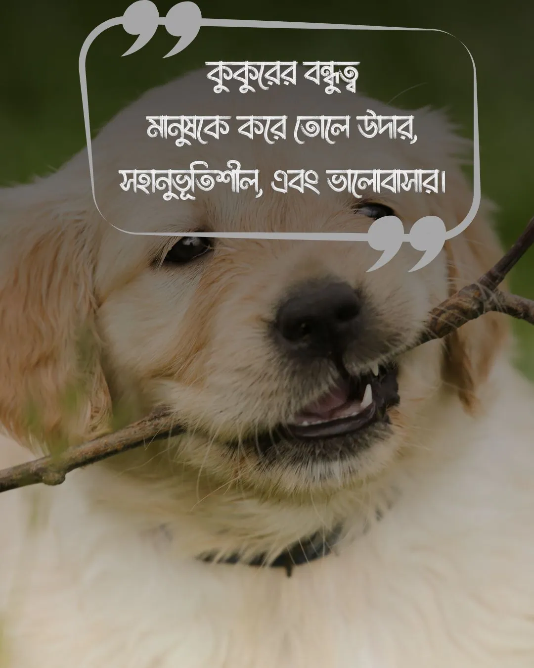 dog quotes in bengali ও ছবি ১ 1