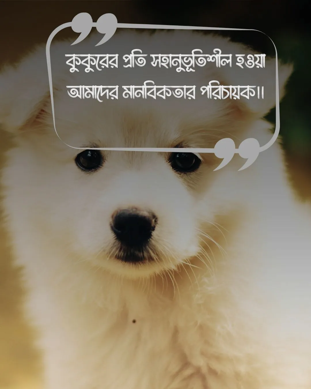 dog quotes in bengali ও ছবি ১ (2)