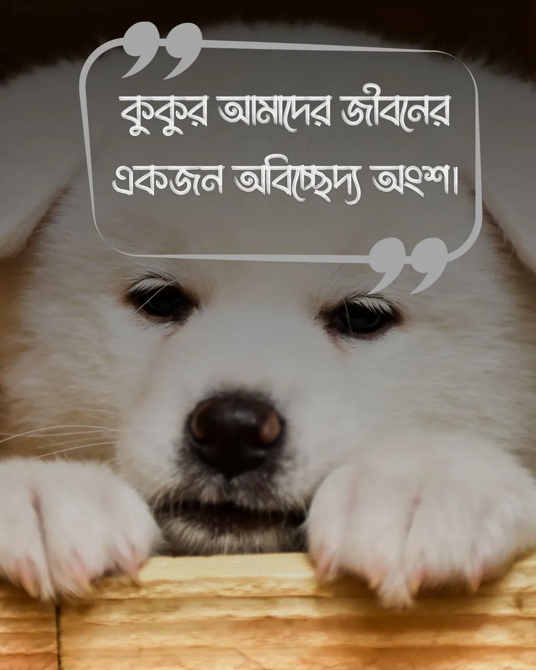 dog quotes in bengali ও ছবি ১ (3)