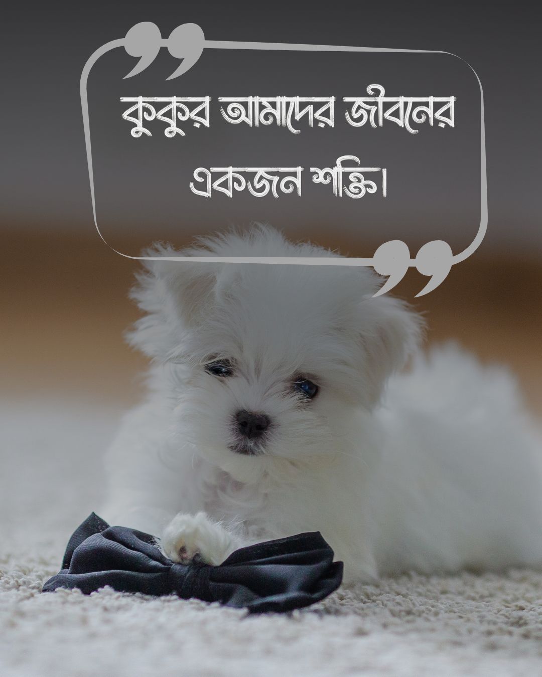 dog quotes in bengali ও ছবি ১ (4)