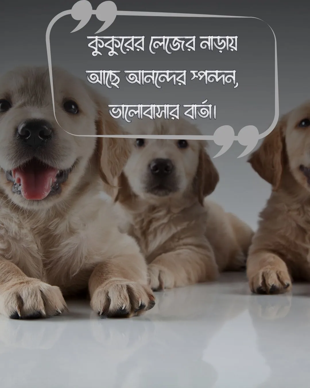 dog quotes in bengali ও ছবি ১