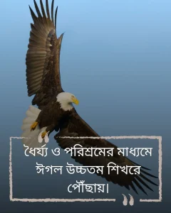 ঈগল এটিটিউড স্ট্যাটাস ও ছবি