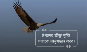 ঈগল নিয়ে ক্যাপশন, স্ট্যাটাস ও উক্তি