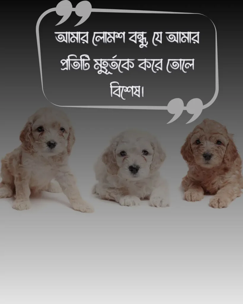 কুকুর কে নিয়ে স্ট্যাটাস ও ছবি ১ (1) (1)