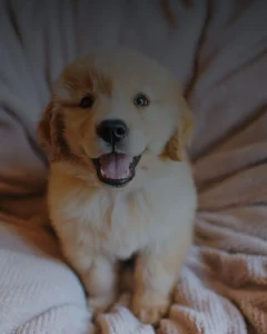 কুকুরের ছবি