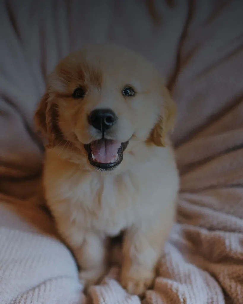 কুকুরের ছবি