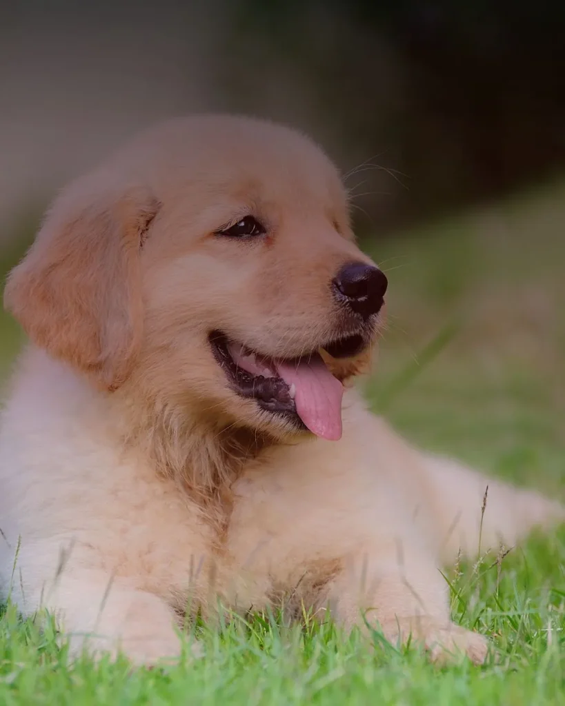 কুকুরের ছবি ২