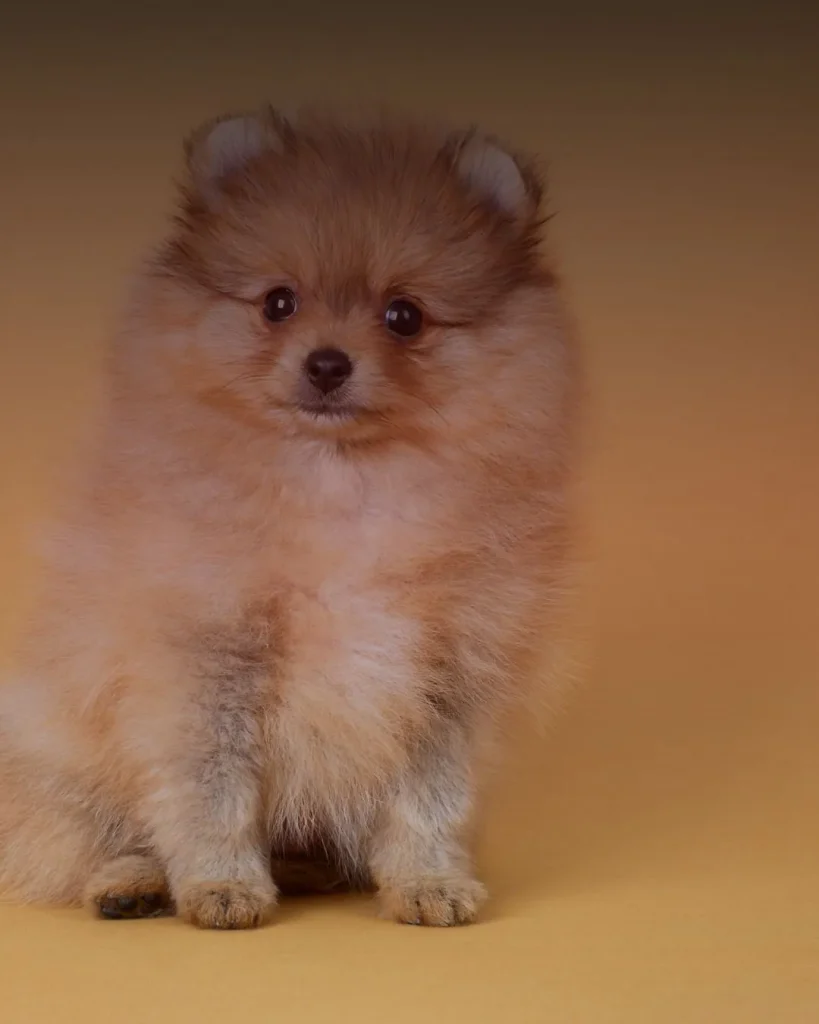 কুকুরের ছবি ৩