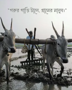 গ্রামের প্রকৃতি নিয়ে ক্যাপশন ও ছবি - গরুর গাড়ি টানে, গ্রামের মানুষ।
