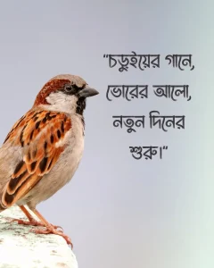 চড়ুই পাখি নিয়ে ক্যাপশন সাথে ছবি
