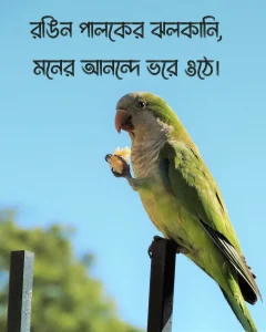 টিয়া পাখি নিয়ে ক্যাপশন সাথে ছবি