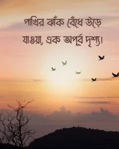 পাখি নিয়ে স্ট্যাটাস সাথে ছবি ১