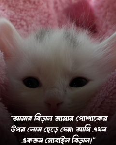 বিড়াল নিয়ে ফানি ক্যাপশন ও ছবি