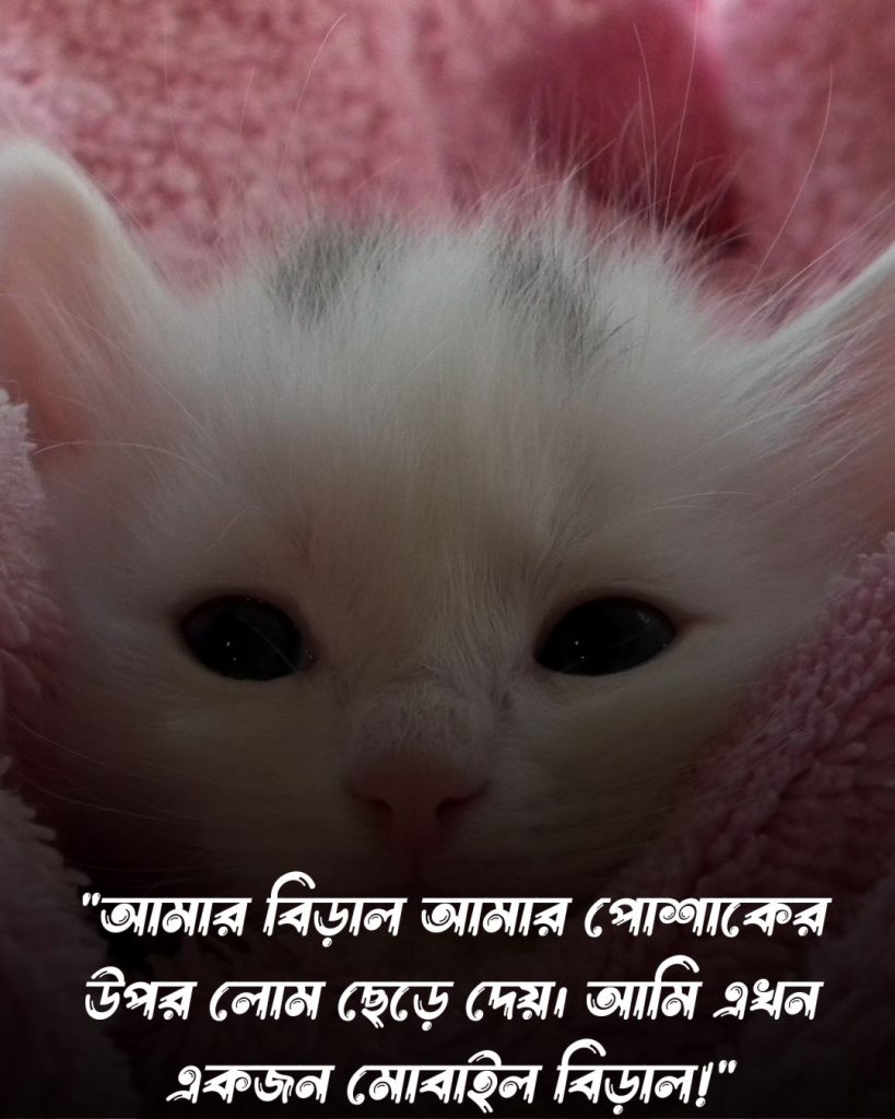 বিড়াল নিয়ে ফানি ক্যাপশন ও ছবি