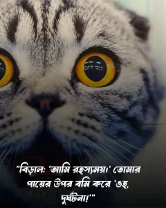 বিড়াল নিয়ে ফানি ক্যাপশন ও ছবি (1)