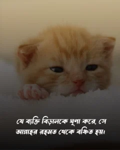 বিড়াল নিয়ে ফানি ক্যাপশন ও ছবি (2)