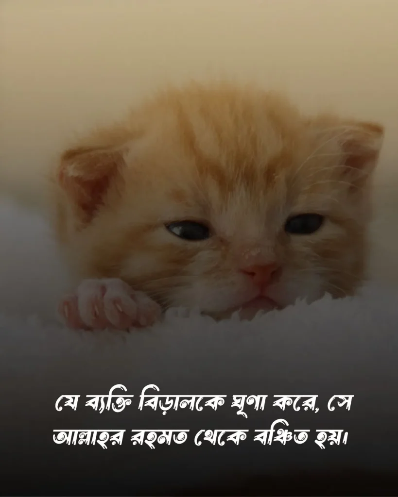 বিড়াল নিয়ে ফানি ক্যাপশন ও ছবি (2)