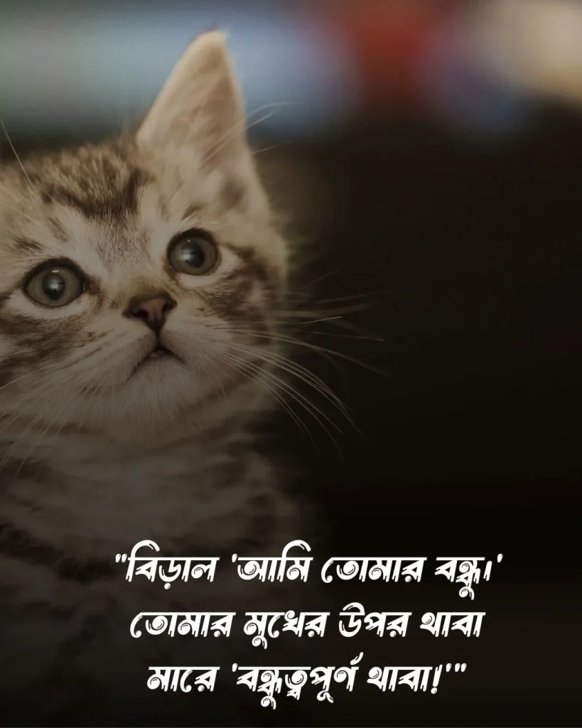 বিড়াল নিয়ে ফানি ক্যাপশন ও ছবি 2