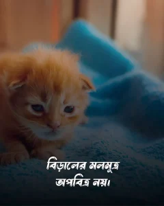 বিড়াল নিয়ে ফানি ক্যাপশন ও ছবি (3)