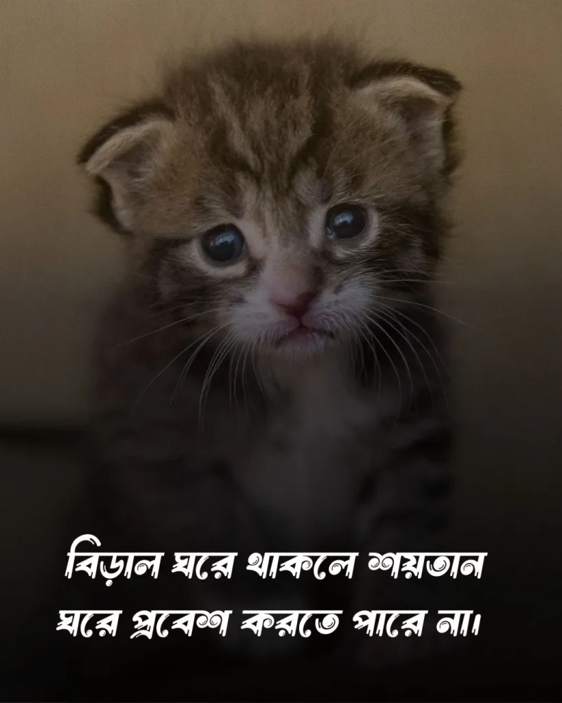 বিড়াল নিয়ে ফানি ক্যাপশন ও ছবি (4)