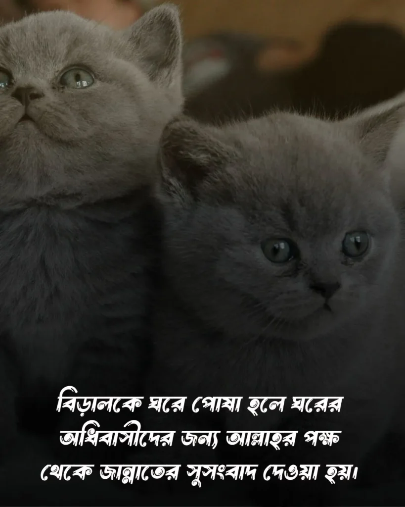 বিড়াল নিয়ে ফানি ক্যাপশন ও ছবি (5)