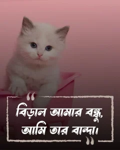 বিড়াল নিয়ে স্ট্যাটাস ও ছবি 1