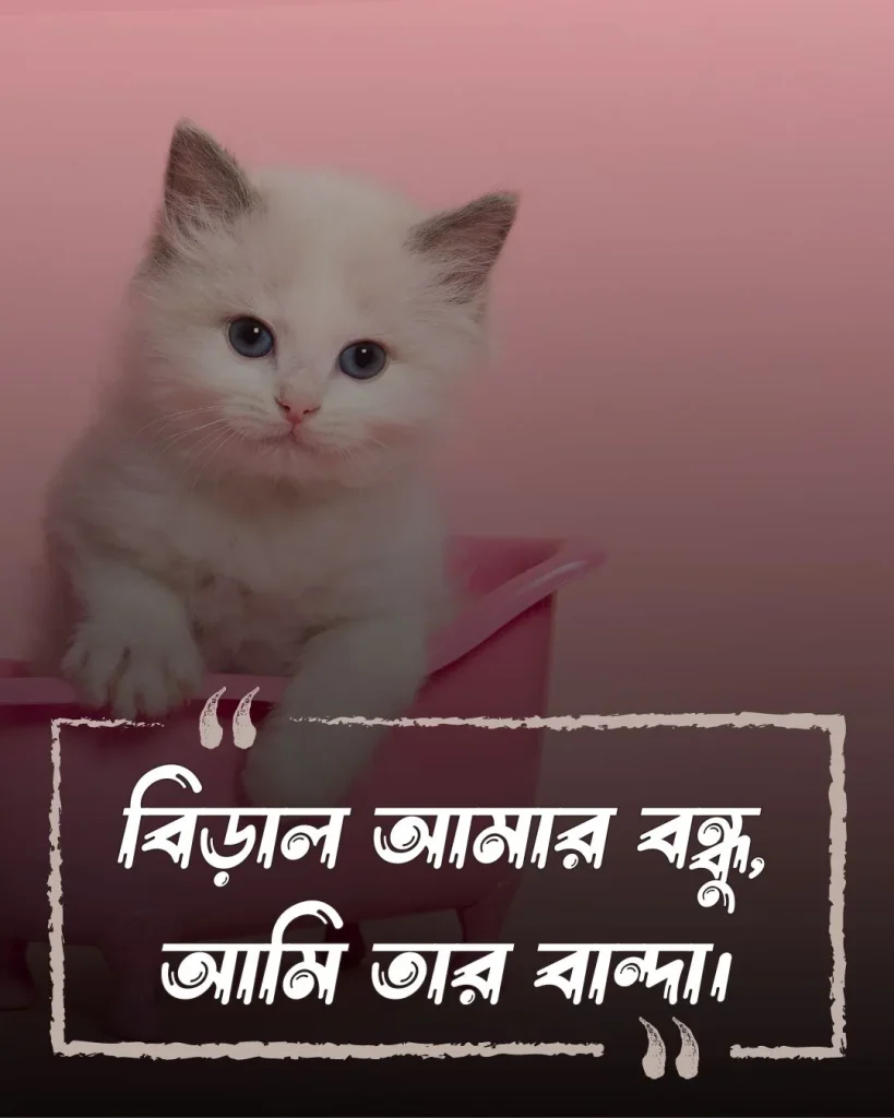 বিড়াল নিয়ে স্ট্যাটাস ও ছবি 1
