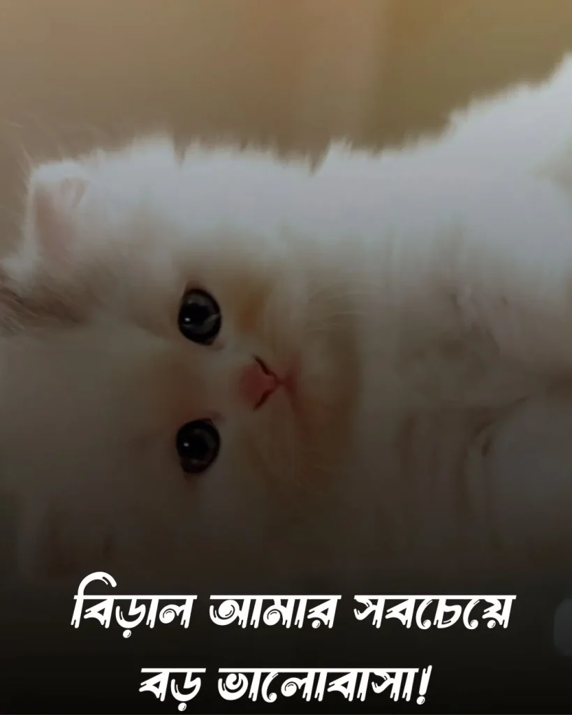 বিড়াল নিয়ে স্ট্যাটাস ও ছবি 2 (1)