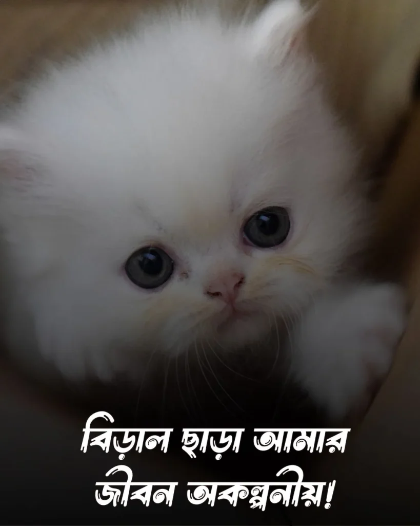 বিড়াল নিয়ে স্ট্যাটাস ও ছবি 2 (2)