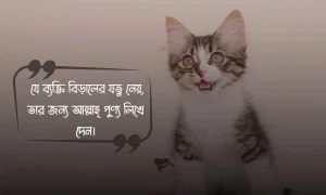 বিড়াল নিয়ে স্ট্যাটাস,ক্যাপশন, উক্তি ও ছবি