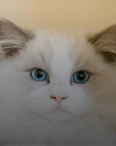 বিড়ালের ছবি 