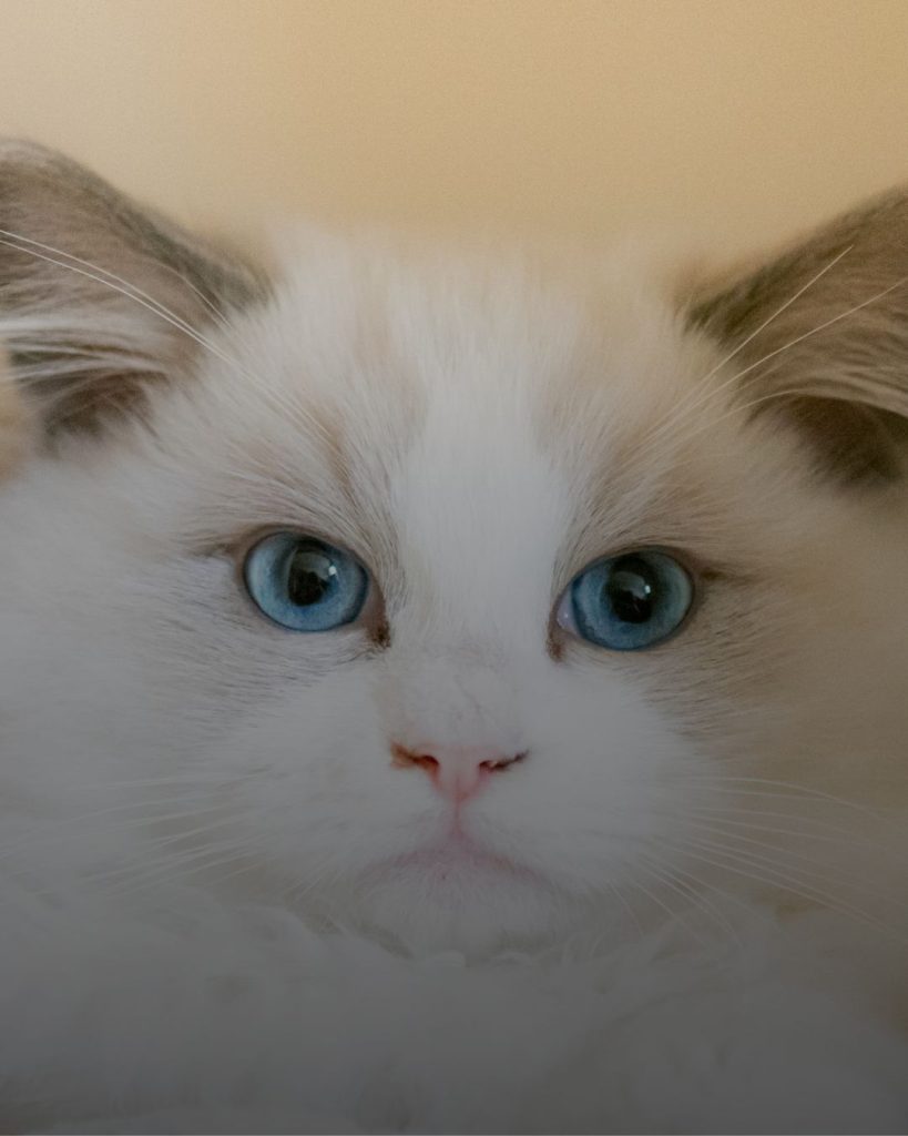 বিড়ালের ছবি 