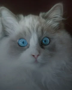 বিড়ালের ছবি  (1)