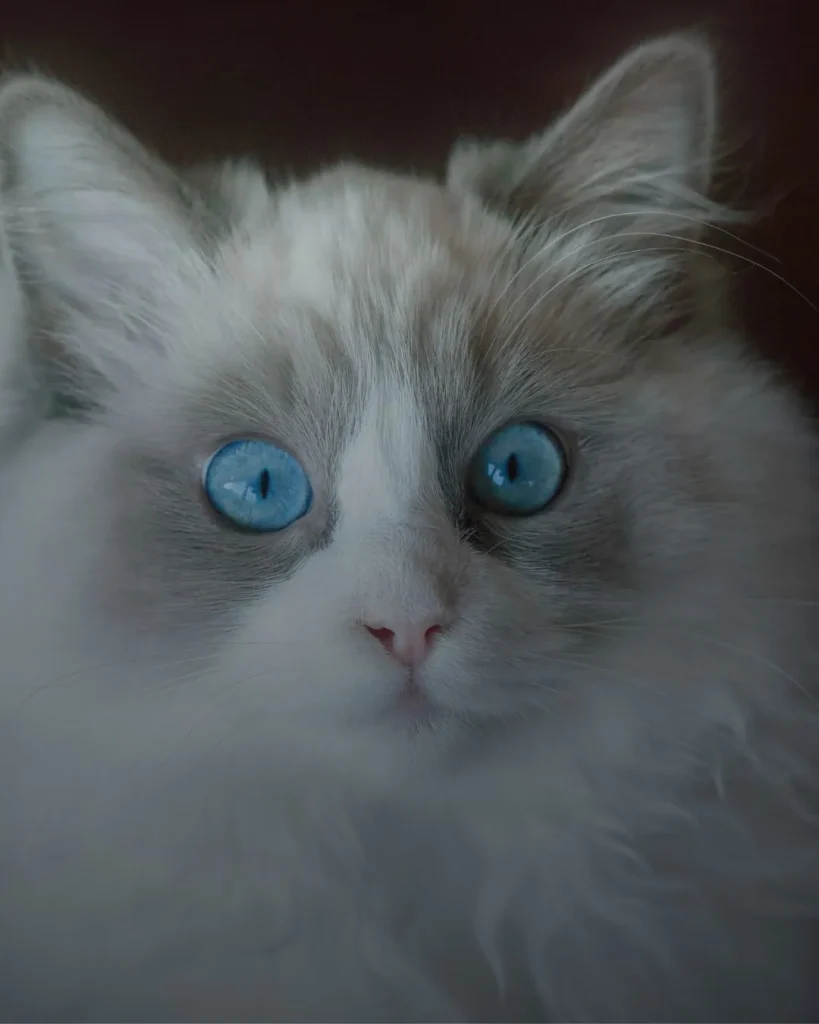 বিড়ালের ছবি  (1)