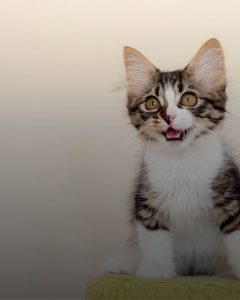 বিড়ালের ছবি  (2)