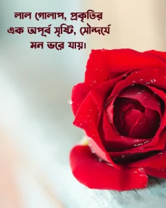লাল গোলাপ নিয়ে কিছু ক্যাপশন ছবি 2